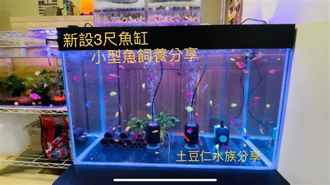 三尺魚缸養什麼魚|新設3尺缸養小型魚分享